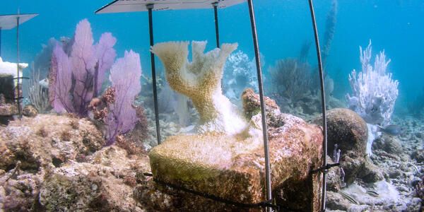 Bleached Elkhorn coral under